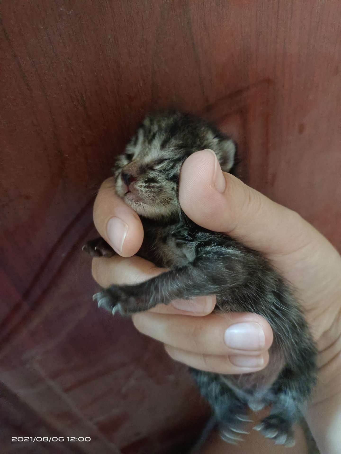 送小奶猫有5只刚出生三四天